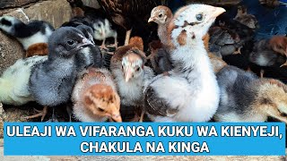 Uleaji wa Vifaranga wa Kienyeji  Usafi Chakula na Kinga [upl. by Kitti234]