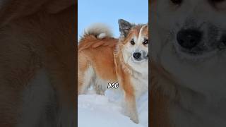 The Surprising History of Icelands Unique Dogs shorts dog doglover shortvideo [upl. by Fairman]