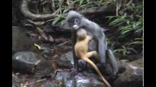 Phayres Leaf Monkeys Drinking in the Rain [upl. by Kale]