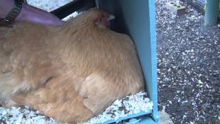 Buff Orpington Being Broody [upl. by Pyle]