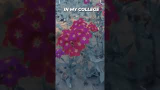 Horti 🌸 flower 🌹🌼🌺 department in my college agriculture ytshort shortsvideo Nikanokhwal [upl. by Nestor818]