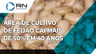 Área de cultivo de feijão cai 54 em 40 anos [upl. by Giarla]