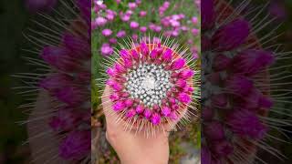 Mammillaria spinosissima un pico cactus from flower buds to blooms 2023  bumblebee 2019 [upl. by Luahs692]