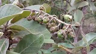 Você conhece o murici Especial frutas do cerrado [upl. by Enirrok]