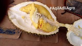 Apa rasa durian monthong [upl. by Alleuqram]