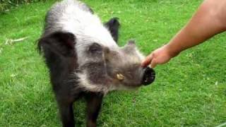 Feeding wild boars by hand [upl. by Streeter]