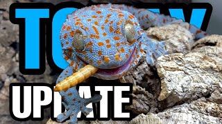 Exciting Tokay Gecko Update Feeding Taming and Eggs [upl. by Harhay]