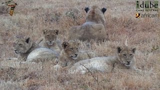 LIONS Following the Pride 30 Watching Wildebeest In The Rain [upl. by Jueta]