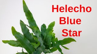 Helecho BLUE STAR Phlebodium aureum [upl. by Asaret]