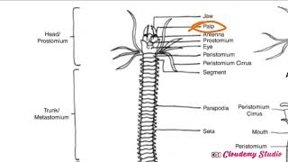 BIOLOGY OF NEREIS CONTD [upl. by Barrington375]