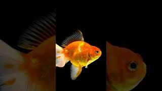 Goldfish swimming on black background 2 [upl. by Gladys]