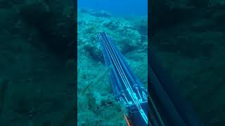 Dentex extremely long shot spearfishing [upl. by Wilonah]