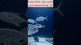 Tuna fish die without swimming😱 fish amazingfacts trending new latest interestingthings 1m [upl. by Atsirhc]