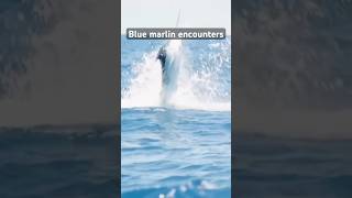 BLUE MARLIN ENCOUNTERS [upl. by Bubalo]