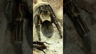 Thai zebra tarantula Cyriopagopus albostriatus eats black cricket [upl. by Meadows267]