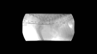 Veterinary Interventional Radiology Tracheal Stent Deployment [upl. by Carleton]