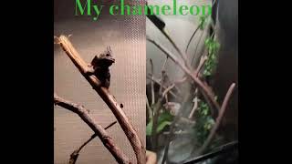 My chameleon eating animalschameleonlove [upl. by Magdaia]