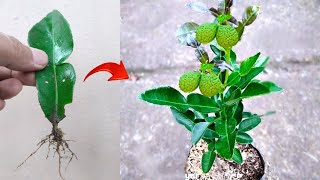 Best ideas skills How to grow kaffir lime from kaffir lime leaves in pots [upl. by Dobrinsky]