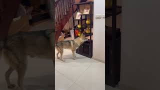 小狗叫声模拟器看看格林如何反应 pets 狗很优秀 捷克狼 husky 寵物 funny 萌寵 doggo 搞笑 [upl. by Ahtnicaj]