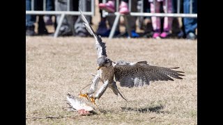 Raptors return with Birds of Prey to Southeastern Wildlife Exposition 2023 [upl. by Vasilis]