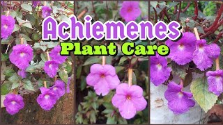 Achiemenes Plant  Achimenes plant Care  Propagation Method [upl. by Yttig]