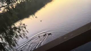 10274 Walking over a river at Huntington Central Park West in Huntington Beach CA [upl. by Marchelle]