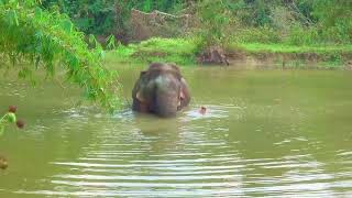 A Elephant Swimming full video [upl. by Nnave]