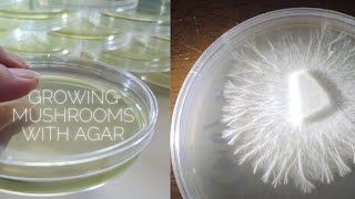 How to Grow Mushrooms with Agar Rhizomorphic Mycelium MEA MYA Plates Petri Dish No Pour Jars Clone [upl. by Grimbald]