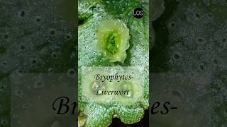 Plant Kingdom  Liverworts Class 11 Biology [upl. by Rhine]