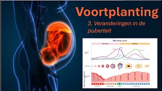 Voortplanting 3 Veranderingen in de puberteit [upl. by Nhguavahs685]