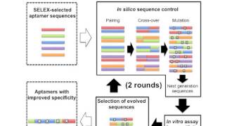 BampB In silico maturation of bindingspecificity of DNA aptamers against Proteus mirabilis [upl. by Enidlareg970]