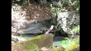 Welchman Hall Gully In Barbados On Feb 28 2012wmv [upl. by Euqinu]