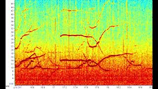 Stenella longirostris golfinhorotador espectrograma das emissões acústicas com ruído antrópico [upl. by Bille]