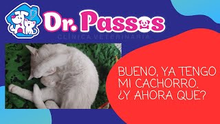 Descubre que implica tener un cachorro [upl. by Amilah]