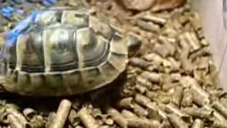 My baby Hermanns Tortoise [upl. by Ssac101]