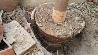 How to Transplant Pink shower Ideal time  Cassia javanica  Cassia nodosa  Part 2 [upl. by Gomer]