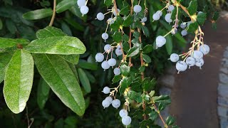 Berberis darwinii fruit tasting [upl. by Matland]