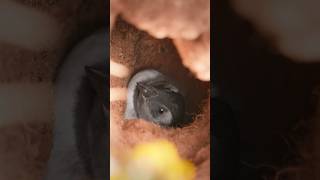 A Baby Puffin 😍 cuteanimals birdslover cute [upl. by Sivet]