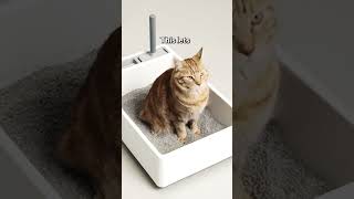 Enclosed VS Open Litter Boxes  Which is best [upl. by Engud]