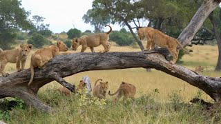 A Magical Morning with the KAMBULA PRIDE [upl. by Picardi]