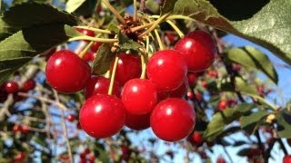 SHAKING CHERRIES OFF THE TREE [upl. by Finn630]