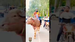 Dostana 🥰reaction cow funny mela love song [upl. by Eda936]