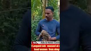 Leopard cub rescued at Cuncolim Mardol leopard wildlife rescue savegoa savenature forest [upl. by Aihtnis929]