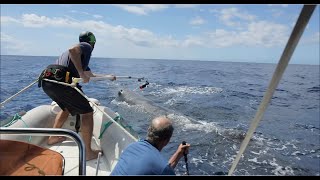 Sperm Whale vs Giant Squid  Science 3D Mission [upl. by Ahoufe]