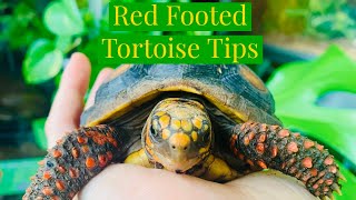 Red Footed Tortoise Tips [upl. by Elidad]