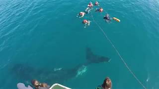 Swimming with whales in Hervey Bay [upl. by Wenger807]