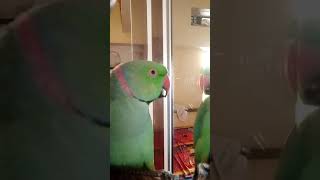 Parrot Voice training [upl. by Gschu]