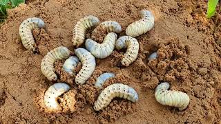 Amazing worms coconut worms wild worms [upl. by Westney]