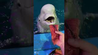 It’s time to eat Beluga whale eats fish Beluga whale eating ice Little fish in Hutan [upl. by Christianity671]