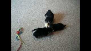 Parti Morkie Puppies For Sale [upl. by Enyalaj383]